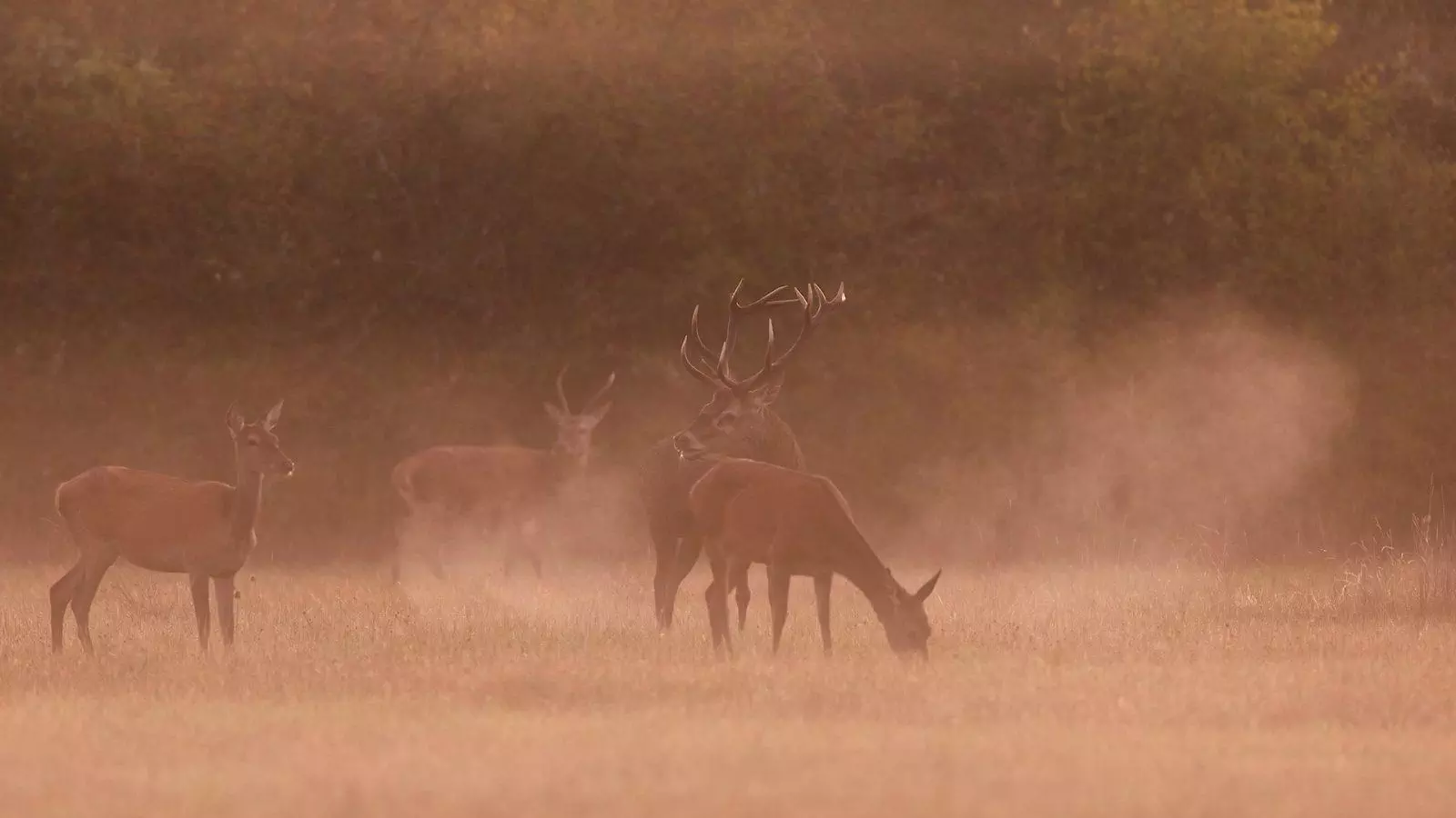 Le brame du cerf : la symphonie de la forêt