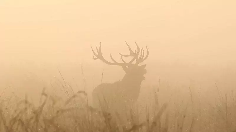 Au cœur des brumes d’automne
