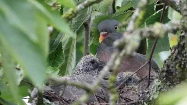 Quand l’été raconte la nature