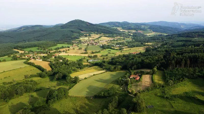 La forêt Beaujolaise