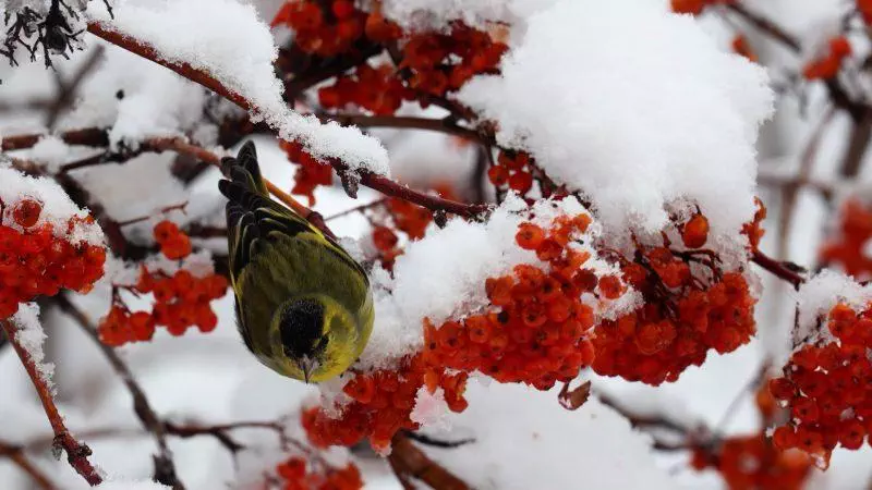 En hiver, la nature à l’épreuve