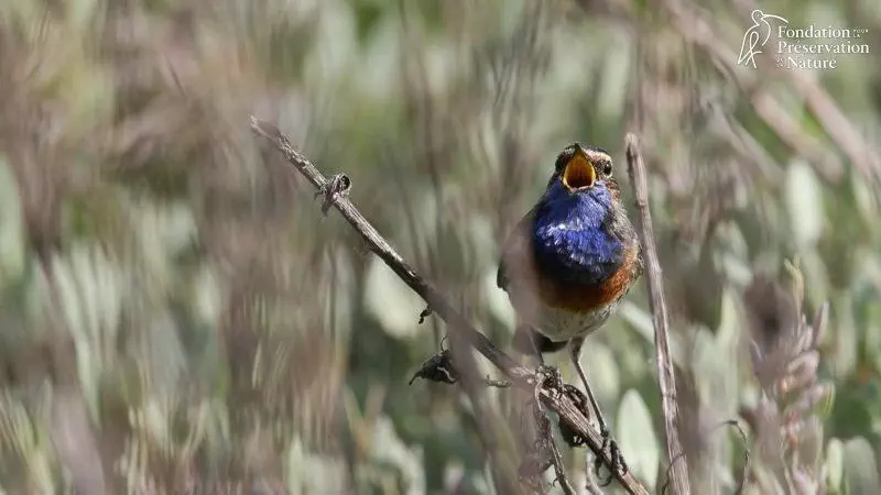 La réserve naturelle des Mizottes