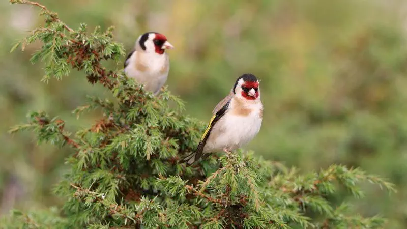 Le chardonneret : d'où vient son nom ?