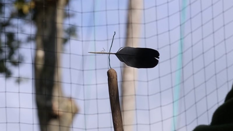 Pantes et pantières : un instant précieux hors du temps