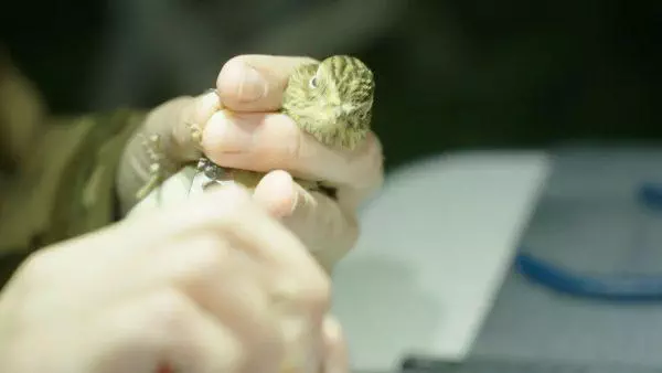 Baguage : dans le secret des oiseaux