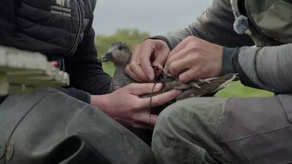 Balise GPS sur les oiseaux
