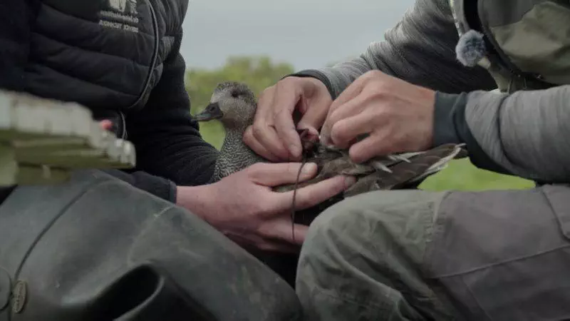 Balise GPS sur les oiseaux