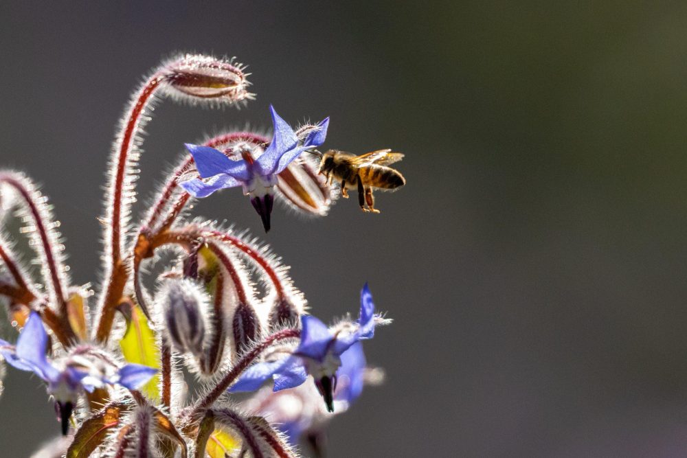 Parlons biodiversité avec la FNC