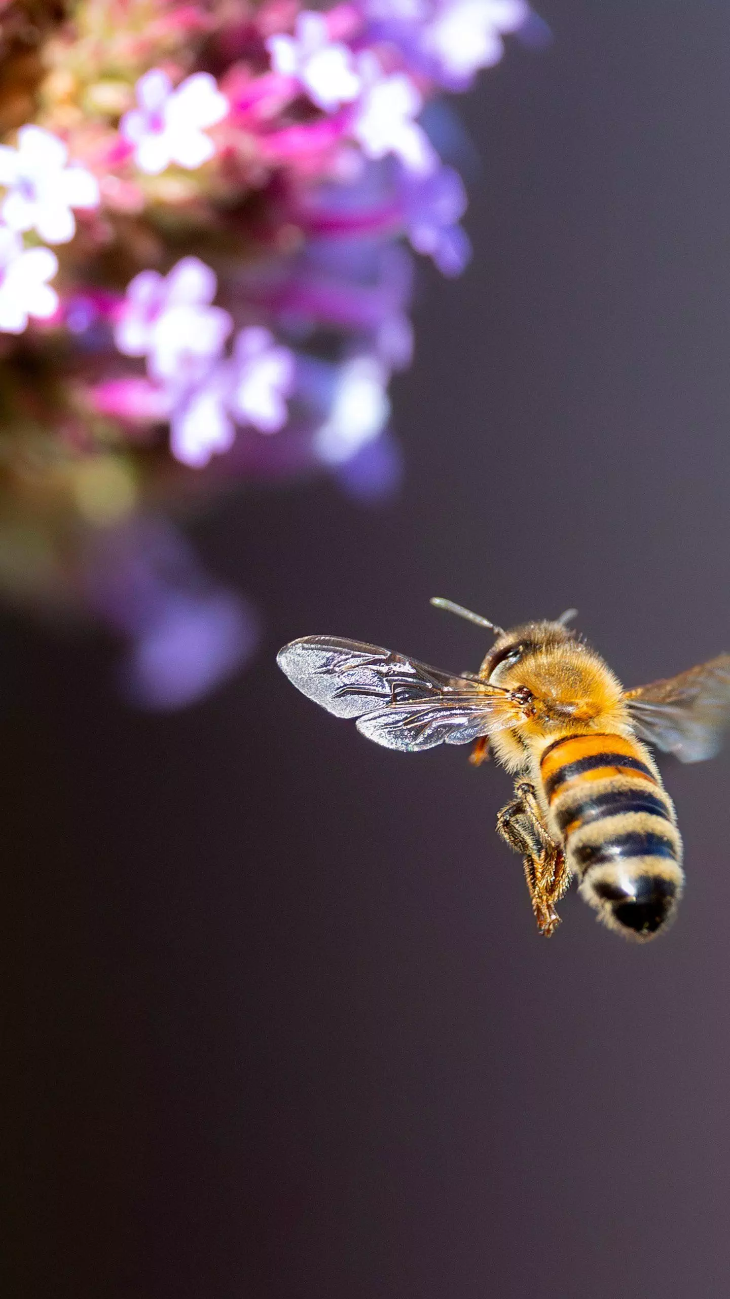 Parlons biodiversité avec la FNC