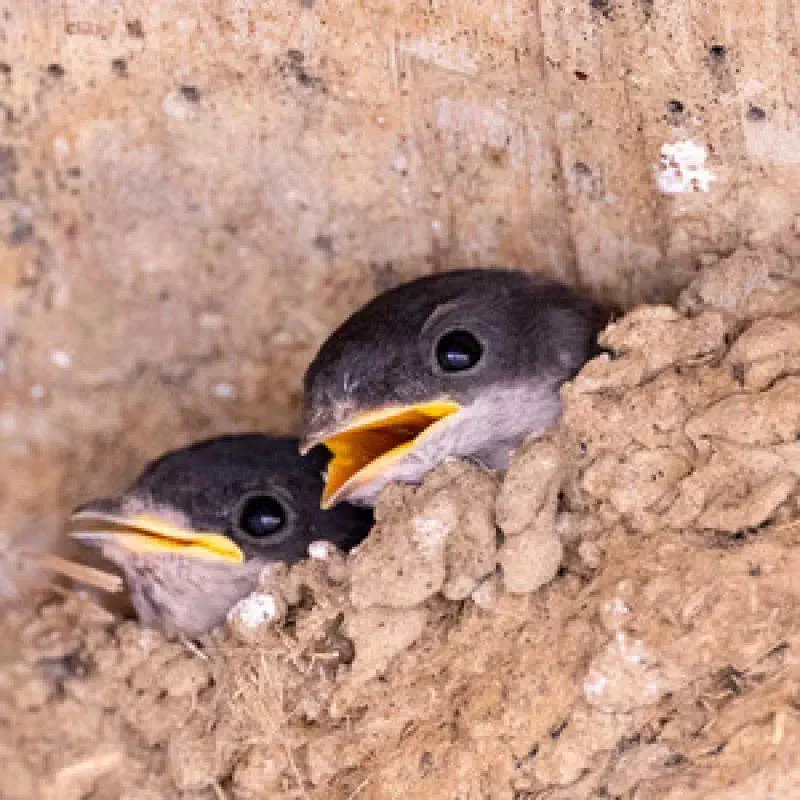 Projet hirondelles et biodiversité