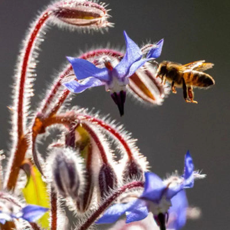 Association Agréée au titre de la protection de l'Environnement